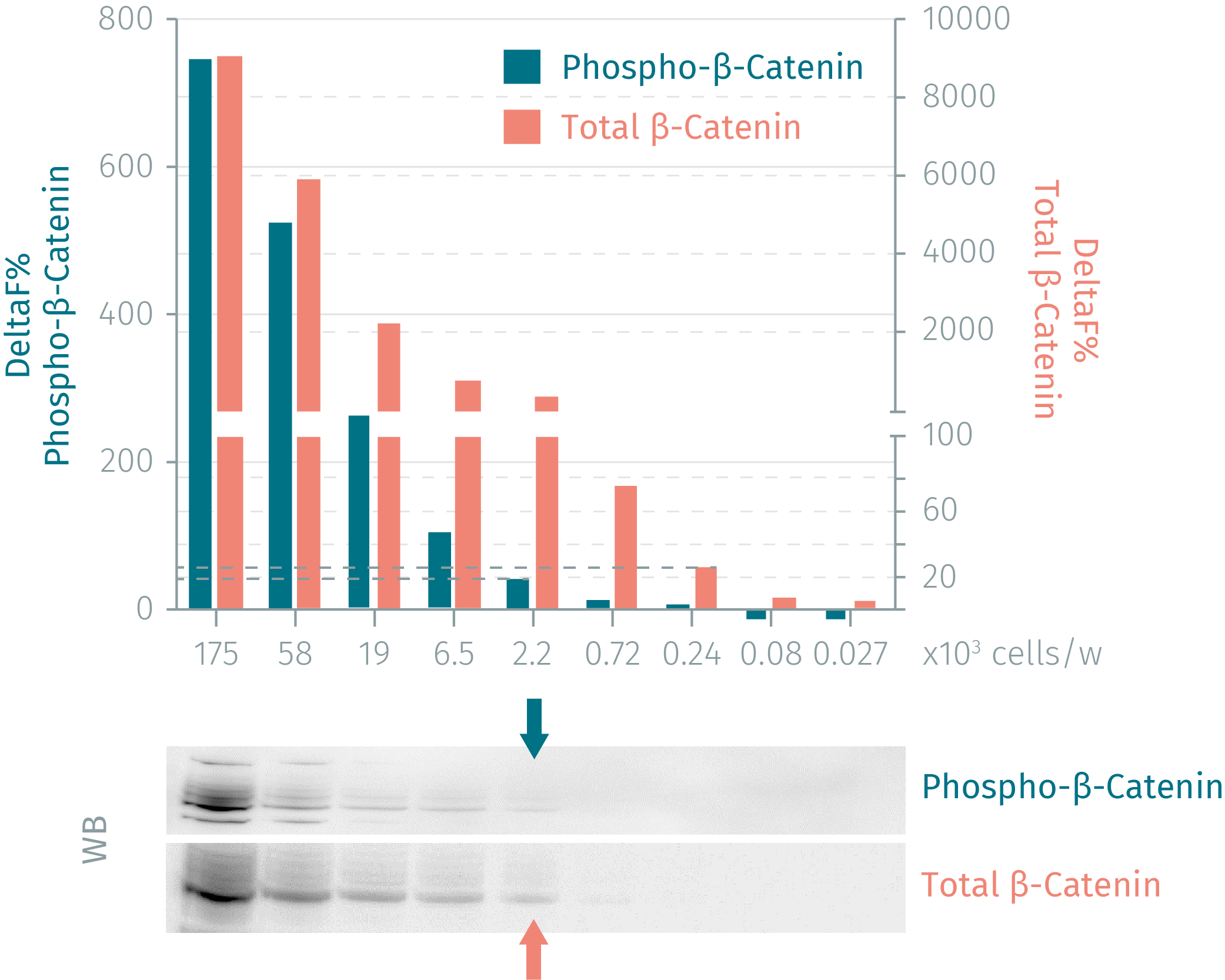 HTRF vesus Western blot using the phospho and total ß-Catenin assays