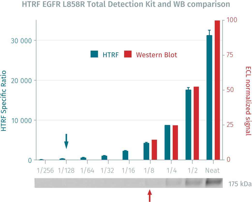 phospho-egfr-l858r-assay-principle