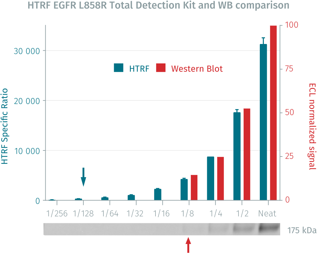 phospho-egfr-l858r-assay-principle