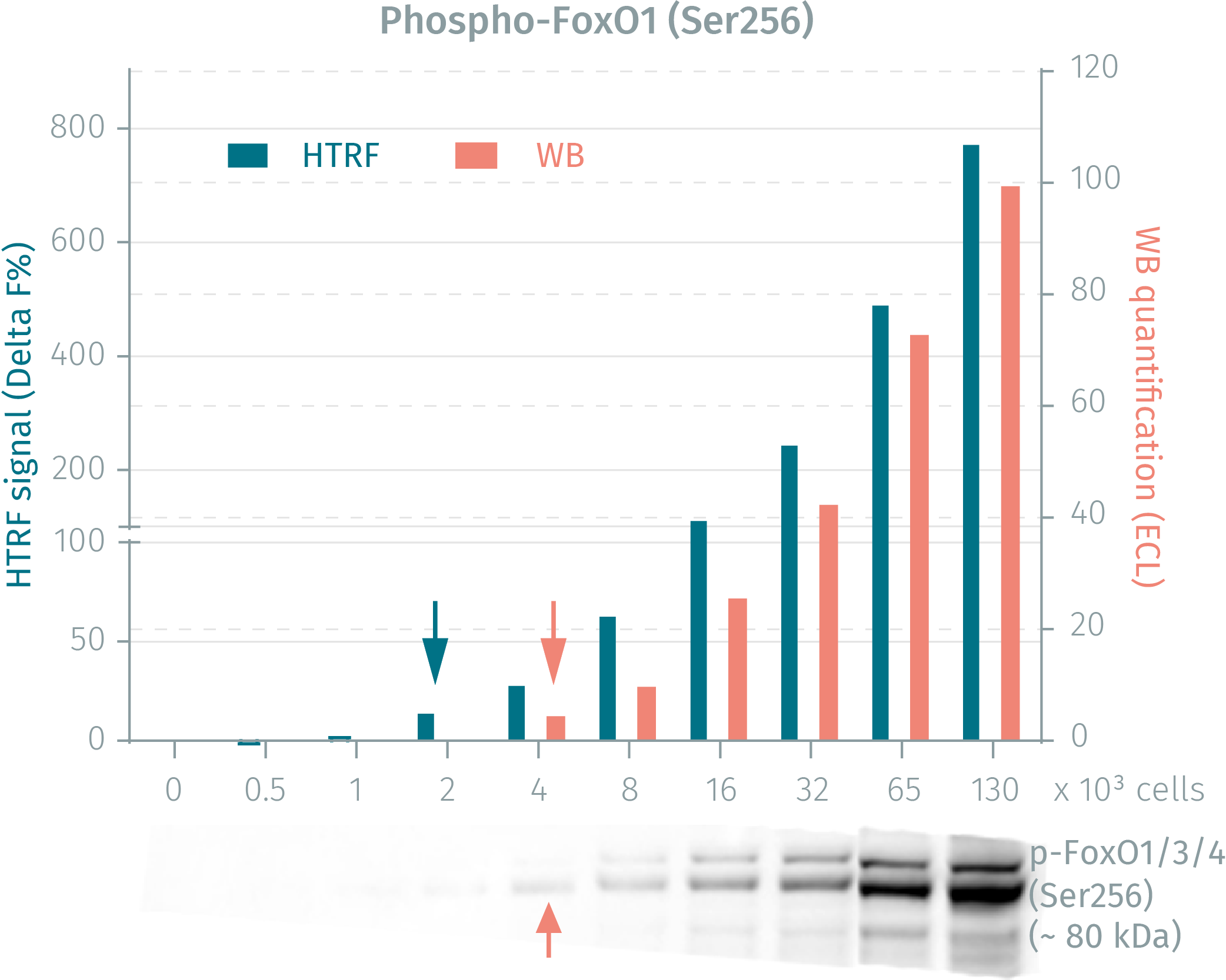 phospho-foxO1-cellular-kit