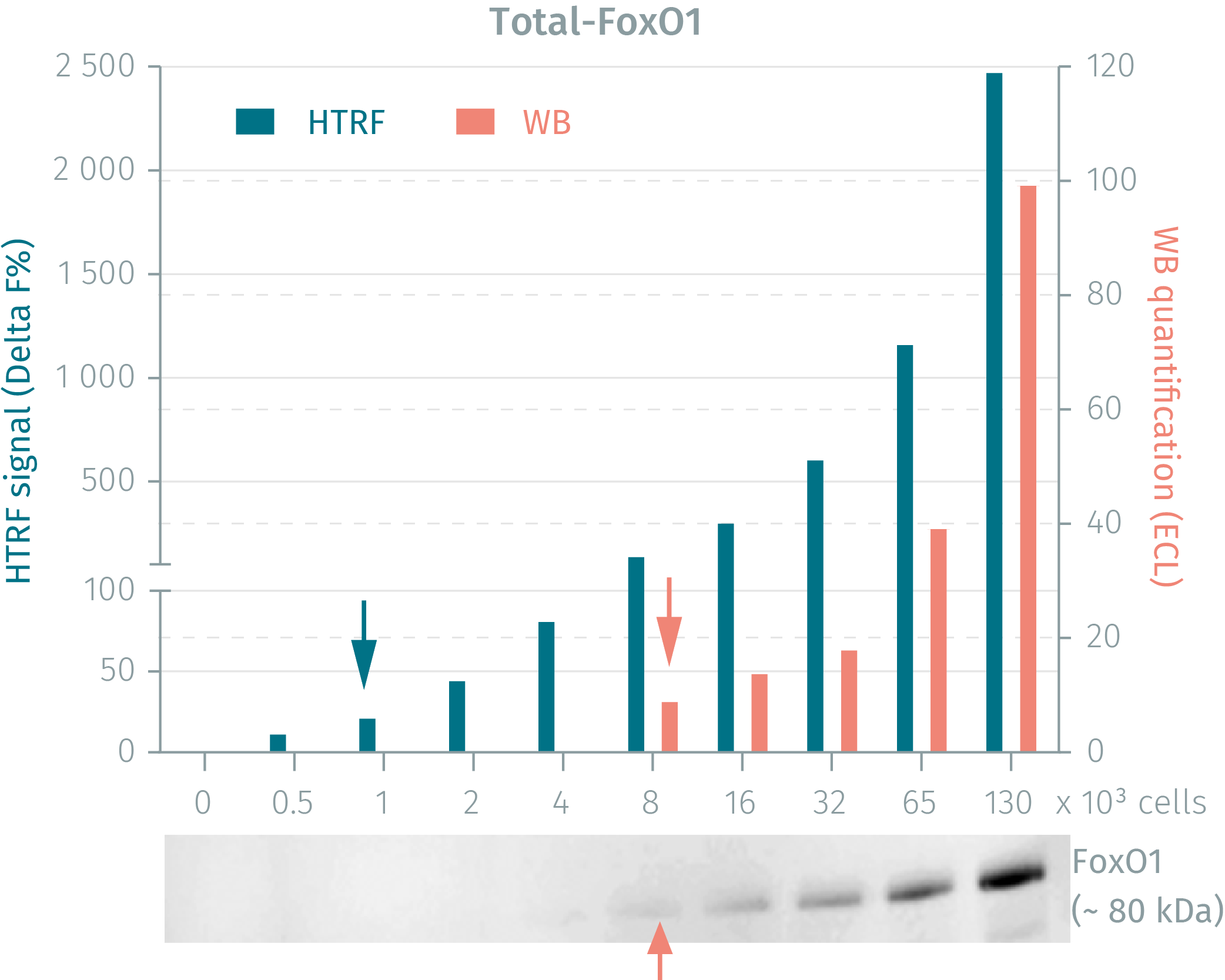 phospho-foxO1-cellular-kit