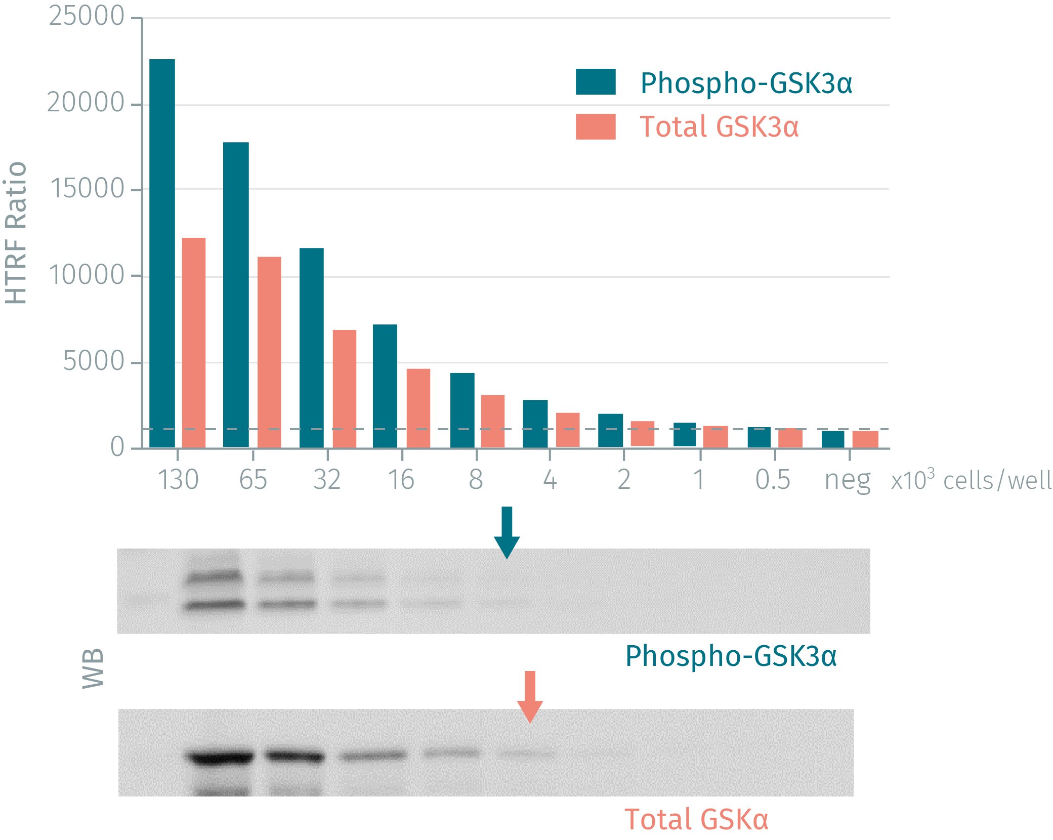 phospho-gsk3-alpha-cellular-kit