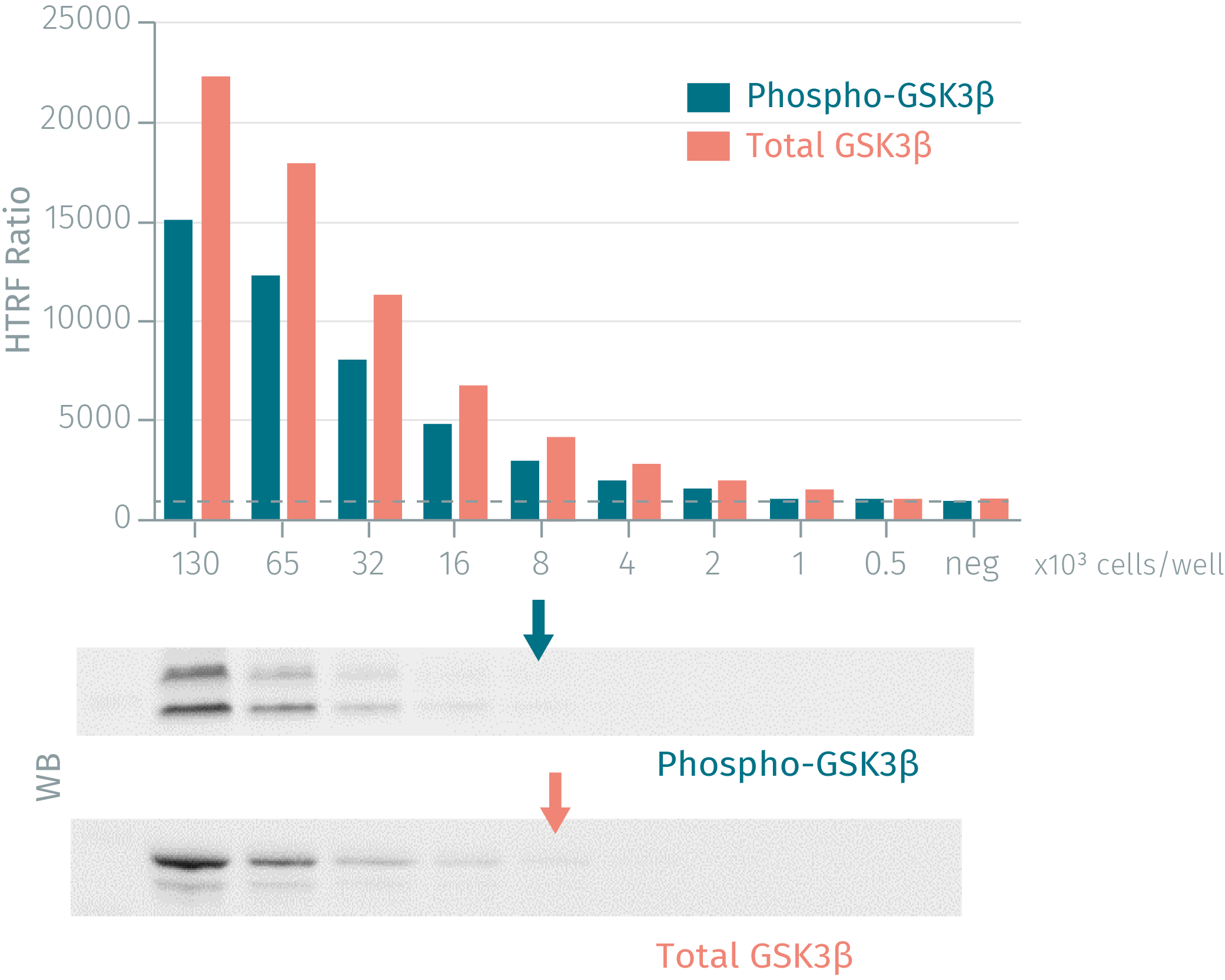 phospho-gsk3-beta-cellular-kit