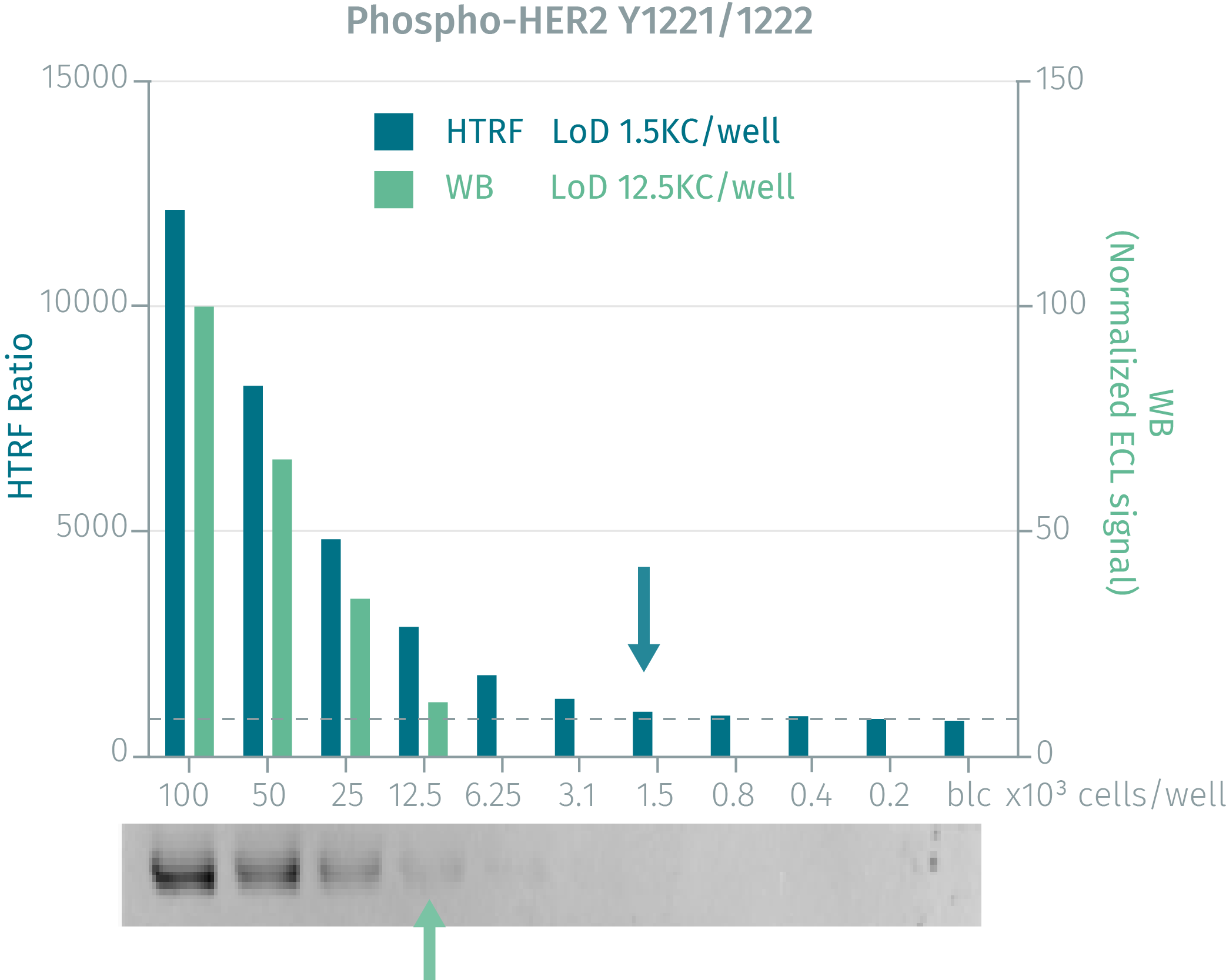 phospho-her2-cellular-kit