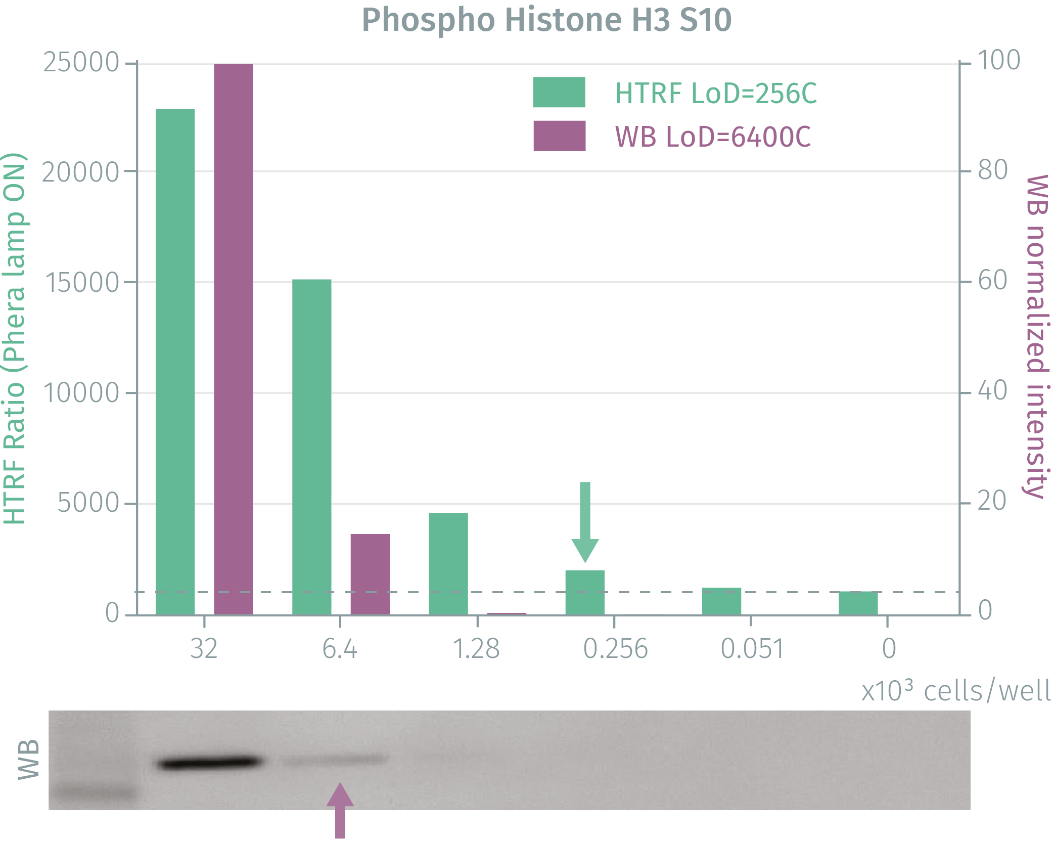 phospho-histone-h3-cellular-kit