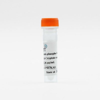 MAb Anti-phospho Histone H3 image