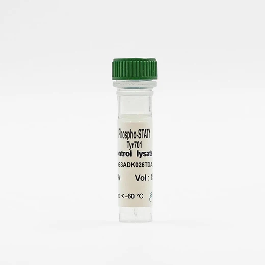 Phospho-STAT1 (Tyr701) control lysate image