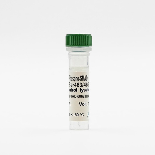 Phospho-SMAD1 (Ser463/465) control lysate vial image