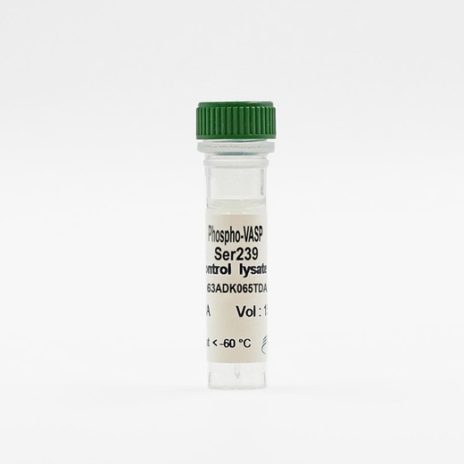 Phospho-VASP (Ser239) control lysate vial image