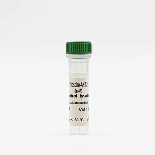 Phospho-AKT2 (Ser473) control lysate vial