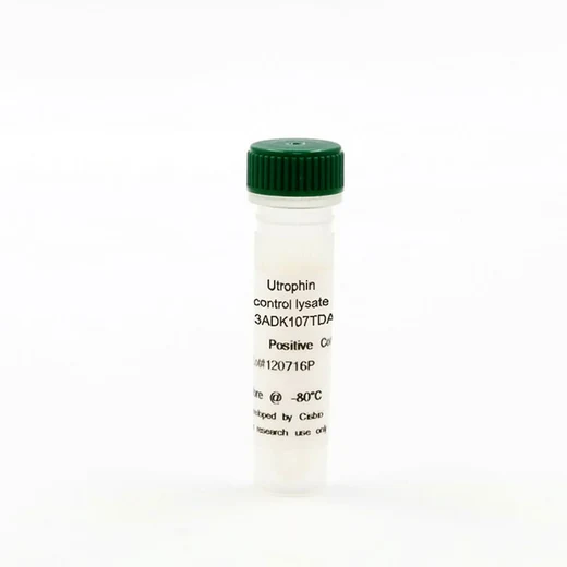 Utrophin control lysate image