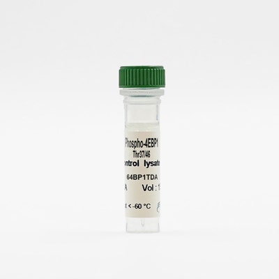 Phospho-4EBP1 (Thr37/46) control lysate vial image