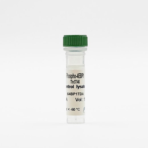 Phospho-4EBP1 (Thr37/46) control lysate vial image