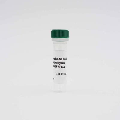 ENOS Phospho S1177 Lysate image