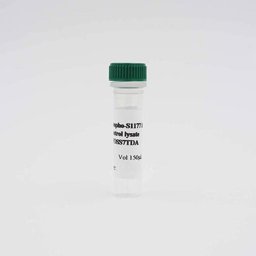 ENOS Phospho S1177 Lysate image