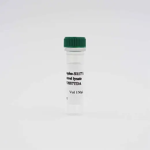 ENOS Phospho S1177 Lysate image