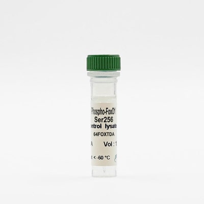 Phospho-FoxO1 (Ser256) control lysate vial image