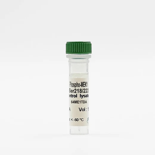 Phospho-MEK (Ser218/222) control lysate vial