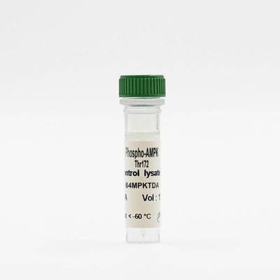 Phospho-AMPK (Thr172) control lysate vial image