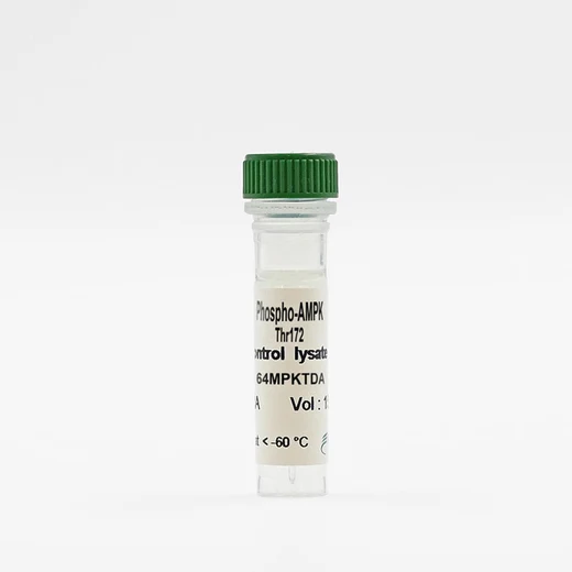 Phospho-AMPK (Thr172) control lysate vial image