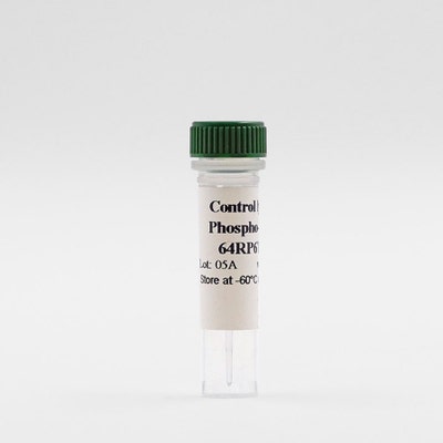 Phospho-S6RP (Ser235/236) control lysate vial image