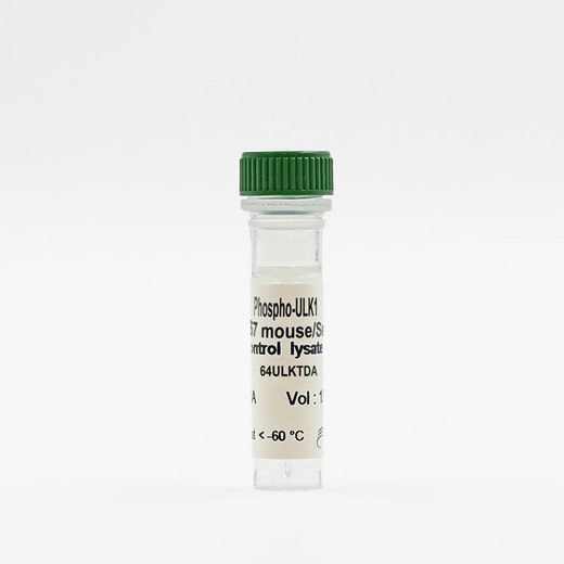 Phospho-ULK1 (Ser758) control lysate vial image