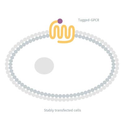 Diagram of Tag-lite Adrenergic beta2 stably expressing cells image