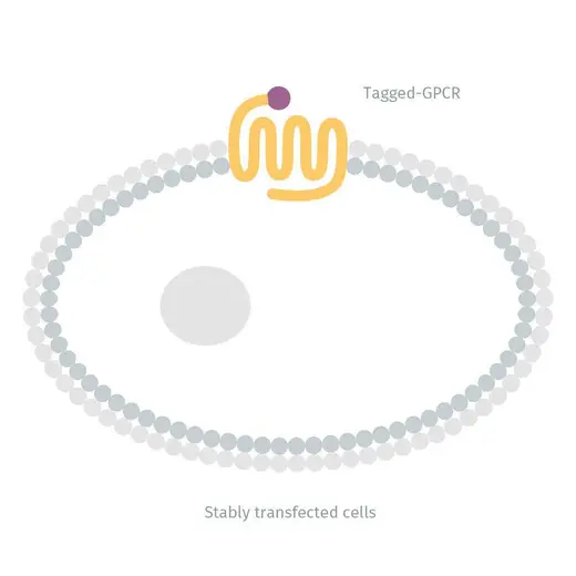 Diagram of Tag-lite CXCR4 stably expressing cells image