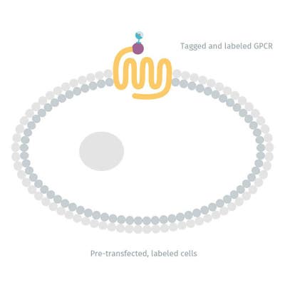 Diagram of Adrenergic beta1 receptor labeled with Tb (transiently expressing cells) image