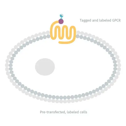 Diagram of Adrenergic beta1 receptor labeled with Tb (transiently expressing cells) image