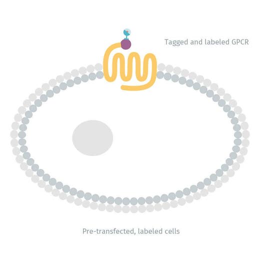 Diagram of Vasopressin V2 receptor labeled with Tb (transiently expressing cells) image