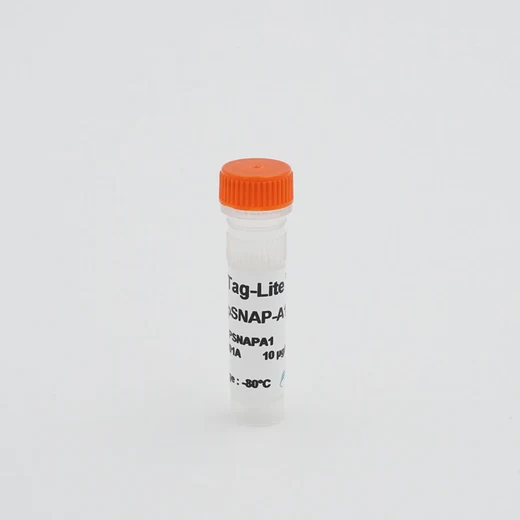 Image of the vial of pSNAP-Adenosine receptor A1 image