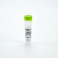 Picture of HTRF Human and Mouse LC3B-II Control Lysate