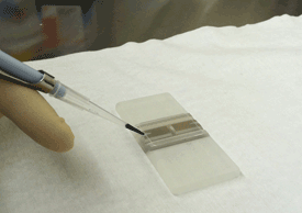 pipette sample into hemacytometer