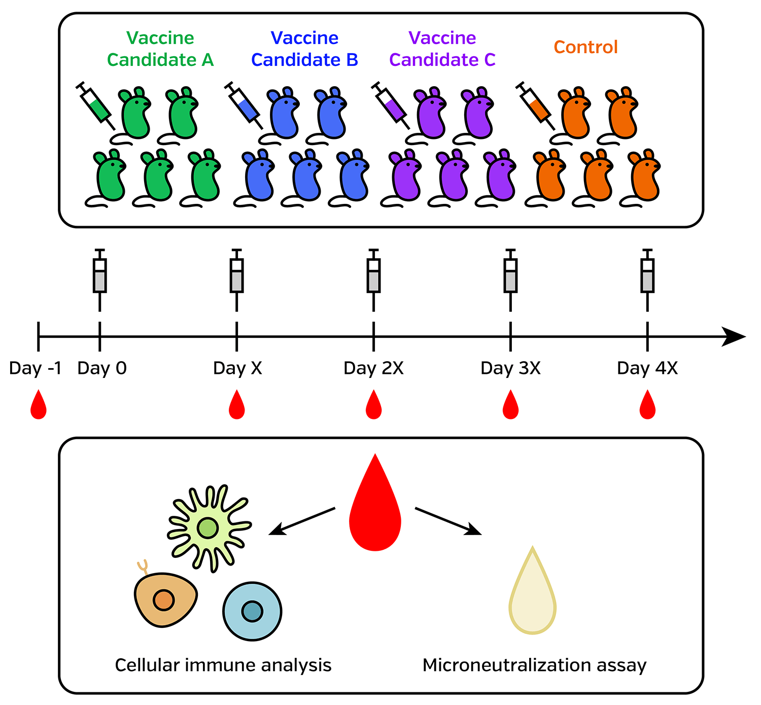 preclinical mouse model experiments