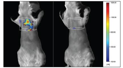 pulmonary-inflammation-fig1