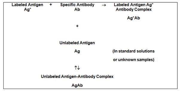 radioimmunoassays-fig1.jpeg