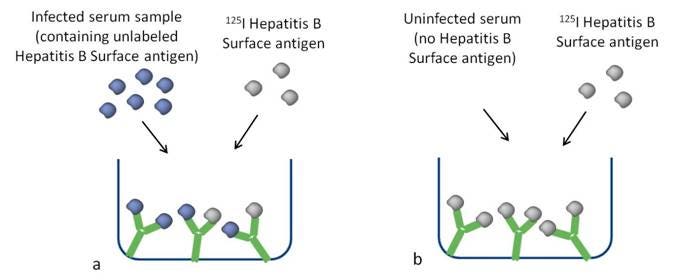 radioimmunoassays-fig2.jpeg