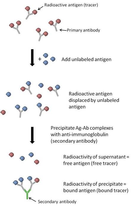 radioimmunoassays-fig3.jpeg