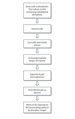 radiometric -32p-cell-labeling-assays-fig1