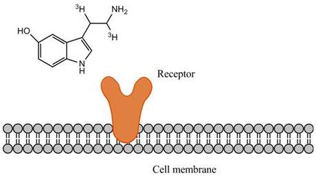 radiometric-ligand-binding-assays-fig1.jpeg