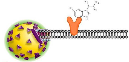 radiometric-ligand-binding-assays-fig3.jpeg