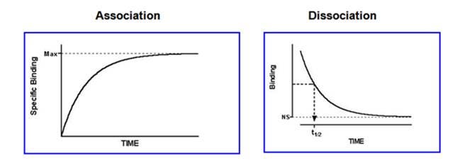 radiometric-ligand-binding-assays-fig7.jpeg