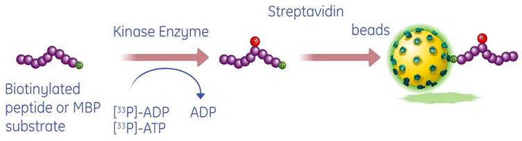 radiometric-phosphorylation-assays-fig1.jpeg