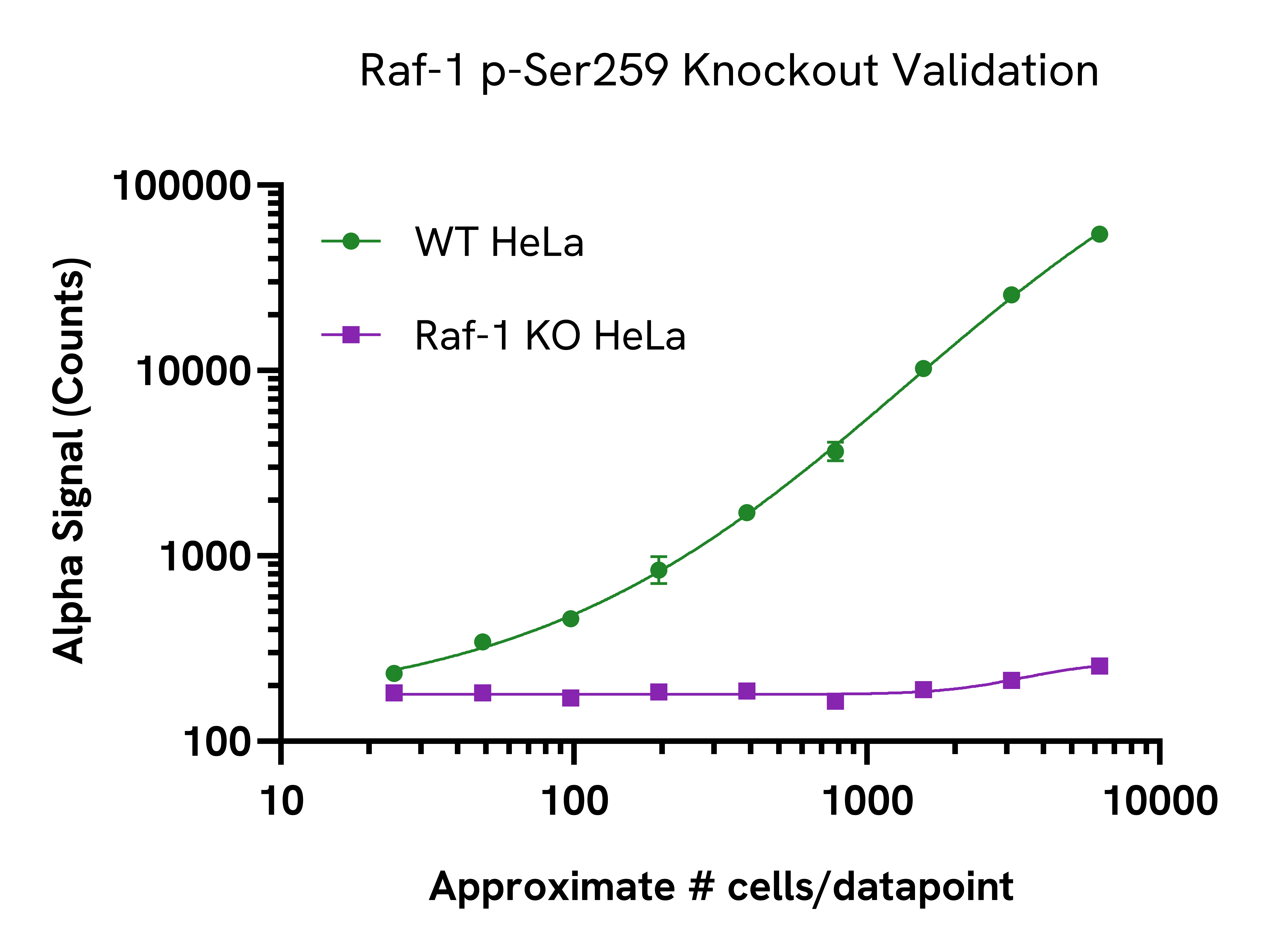 Raf-1 p-Ser259 Knockout Validation