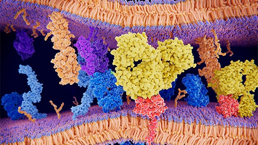 receptor-binding-512x288