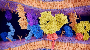 receptor-binding-512x288