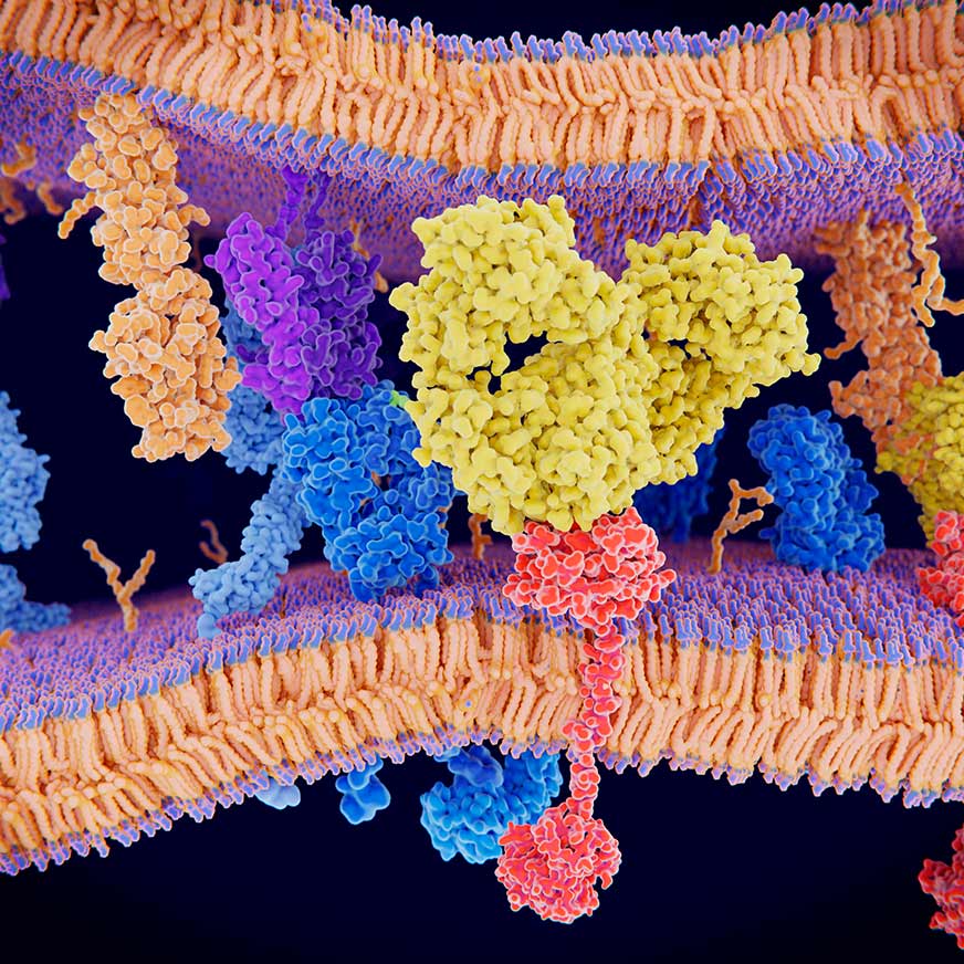 receptor-binding-872x872