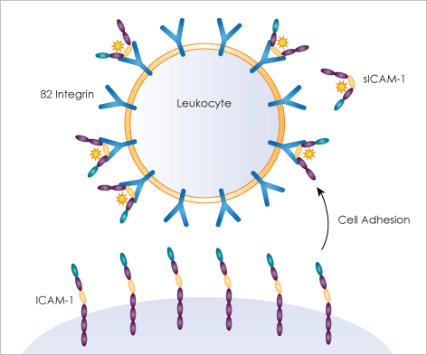 Receptor detection assay illustration