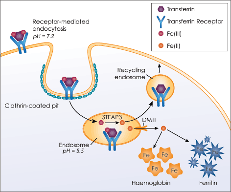 Receptor detection assay transferring